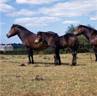 Picture of Redsyke and foal Blackthorn Sea Pink, 2 Exmoor mares and a foal