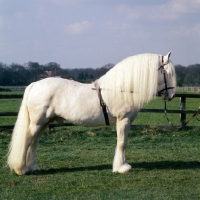 Picture of regency cream boy, albino welsh pony of cob type (section c) stallion