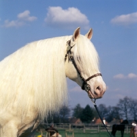 Picture of regency cream boy, welsh pony of cob type (section c) stallion