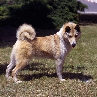 Picture of rengohegyi orman izizs, siberian laika standing on grass looking down