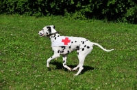 Picture of rescue Dalmatian