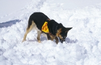 Picture of Rescue Dog, German Shepherd digging in snow