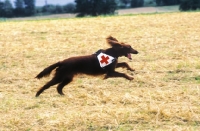Picture of rescue dog running