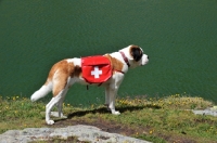 Picture of rescue Saint Bernard