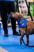 Picture of Rescue Staffordshire Bull Terrier dog performing basic tricks