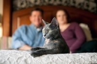 Picture of rescued cat lying on bed with man and woman