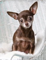Picture of rescued Chihuahua