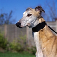 Picture of rescued greyhound at dogs trust, portrait