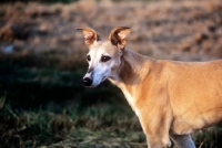 Picture of rescued lurcher in a field