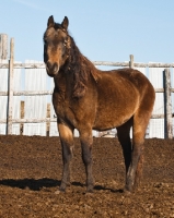 Picture of rescued Morgan Horse