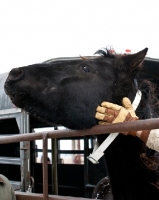 Picture of rescued Morgan horse