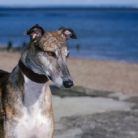 Picture of rescued racing bred greyhound, roscrea emma