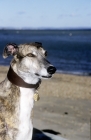 Picture of rescued racing bred greyhound, roscrea emma