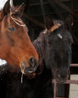 Picture of rescues Morgan horses