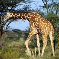 Picture of reticulated giraffe bending over to find food