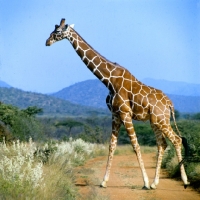 Picture of reticulated giraffe walking in  samburu national park