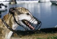Picture of retired greyhound wearing muzzle