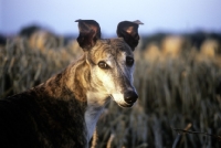 Picture of retired rescued greyhound in a cornfield