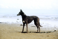 Picture of retired rescued greyhound on the beach