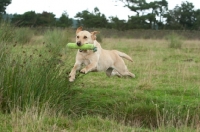 Picture of Retrieving Labrador