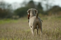 Picture of retrieving Weimaraner