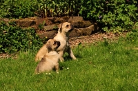 Picture of Retro-Mops, Pug Jack Russell Cross to improve nose length, bitch with puppy