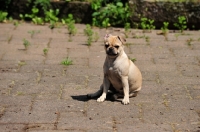 Picture of Retro-Mops, pug with a Jack Russell cross to lengthen mouth