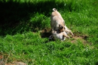 Picture of Retro Mops, pug cross with Jack Russell Terrier to improve nose length