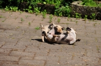 Picture of Retro Mops, pug cross with Jack Russell Terrier to improve nose length