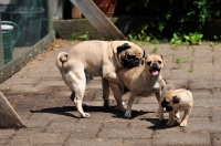 Picture of Retro Mops, pug jack Russel cross to improve nose length; parents with pup; male trying to mount bitch