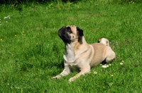 Picture of Retro Pug cross between pug and Parson Russell Terrier to improve breathing due to longer nose