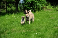 Picture of Retro Pug cross between pug and Parson Russell Terrier to improve breathing due to longer nose