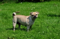 Picture of Retro Pug cross between pug and Parson Russell Terrier to improve breathing due to longer nose