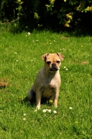 Picture of Retro Pug cross between pug and Parson Russell Terrier to improve breathing due to longer nose