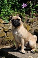 Picture of Retro Pug cross between pug and Parson Russell Terrier to improve breathing due to longer nose