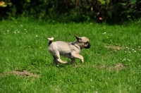 Picture of Retro Pug cross between pug and Parson Russell Terrier to improve breathing due to longer nose