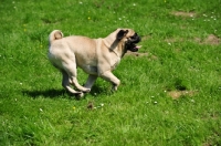 Picture of Retro Pug cross between pug and Parson Russell Terrier to improve breathing due to longer nose