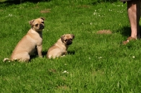 Picture of Retro Pug cross between pug and Parson Russell Terrier to improve breathing due to longer nose