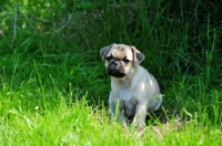 Picture of Retro Pug cross between pug and Parson Russell Terrier to improve breathing due to longer nose