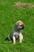 Picture of Retro Pug cross between pug and Parson Russell Terrier to improve breathing due to longer nose