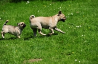 Picture of Retro Pug cross between pug and Parson Russell Terrier to improve breathing due to longer nose