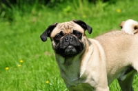 Picture of Retro Pug cross between pug and Parson Russell Terrier to improve breathing due to longer nose