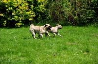 Picture of Retro Pug cross between pug and Parson Russell Terrier to improve breathing due to longer nose