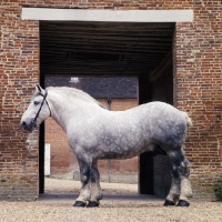 Picture of reveur, percheron stallion at haras du pin