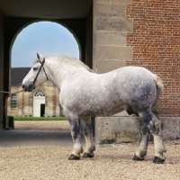 Picture of reveur, percheron stallion at haras du pin