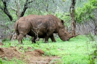 Picture of Rhino
