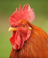 Picture of Rhode Island cockerel