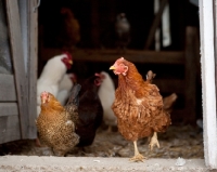 Picture of Rhode Island Red chicken walking out of a barn