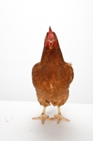 Picture of rhode island red hen, front view