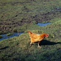 Picture of rhode island red hen running